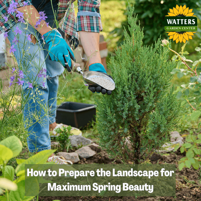 🪴How to Prepare the Landscape for Maximum Spring Beauty