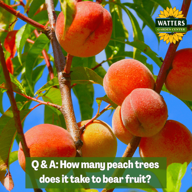 Q & A Peaches - does it take more than one to fruit?