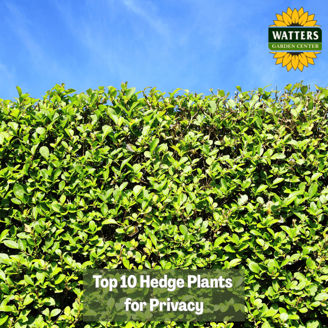 🌳 Top 10 Hedge Plants for Privacy