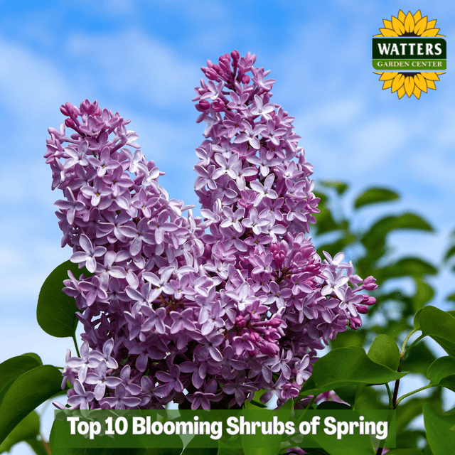 🌺 Top 10 Blooming Shrubs of Spring