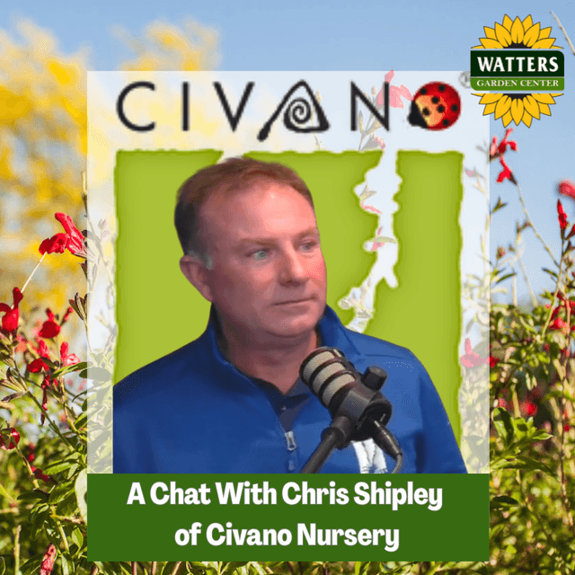 🎙️ Interview With Chris Shipley of Civano Nursery