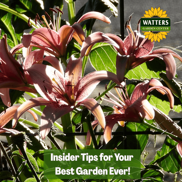 🎙️Welcome to Episode 26 – 11 of The Mountain Gardener Podcast with Ken and Lisa Watters-Lain!