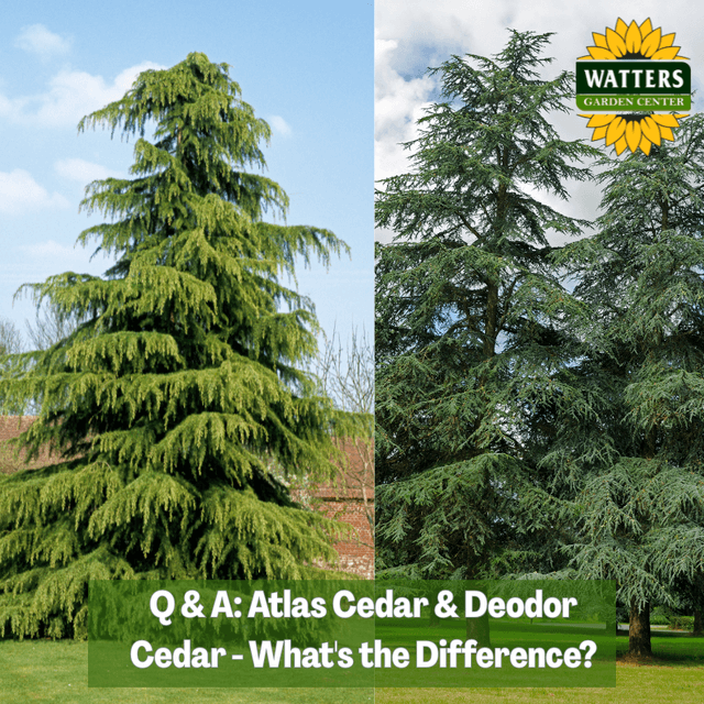 🌲Q & A: Atlas Cedar and Deodor Cedar - What's the Difference?