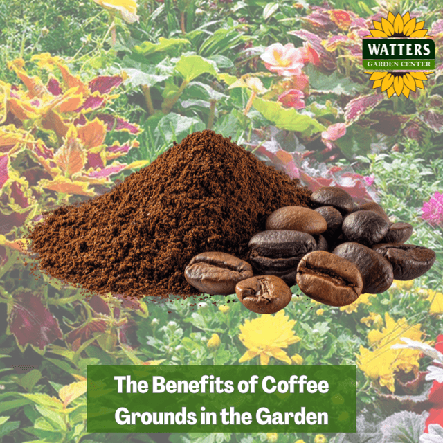 ☕️ The Benefits of Coffee Grounds in the Garden