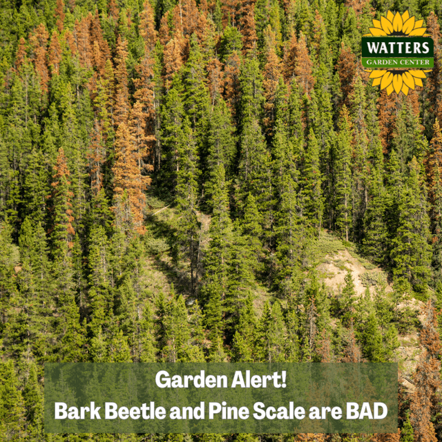 🪲Garden Alert - Bark Beetle and Pine Scale are BAD