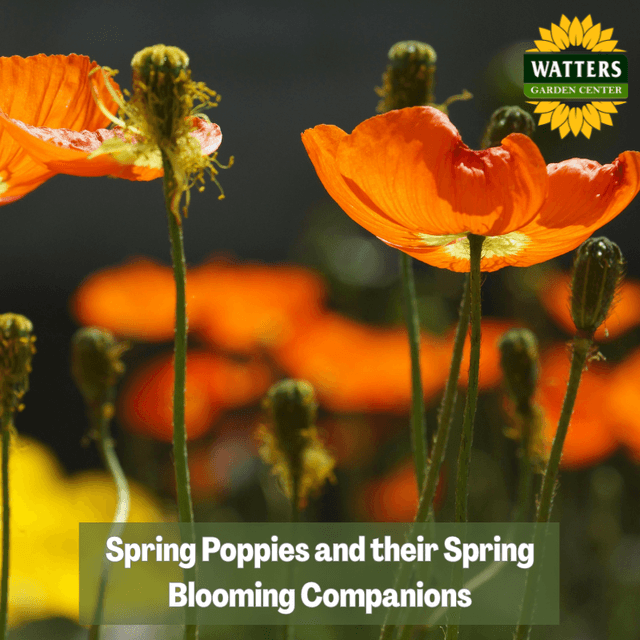 🌺 Spring Poppies and their Spring Blooming Companions