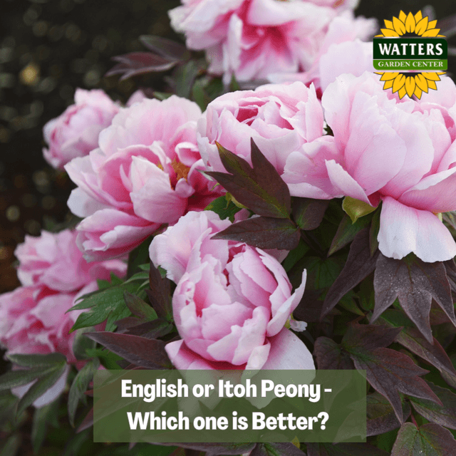 🌺 English or Itoh Peony - Which one is Better?