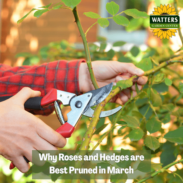 🌹 Why Roses and Hedges are Best Pruned in March