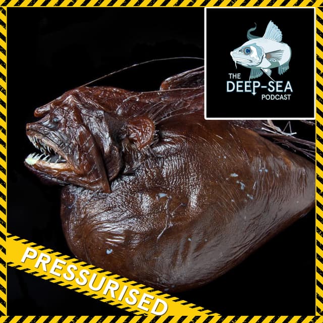 PRESSURISED: 069 – The Anglerfish Files