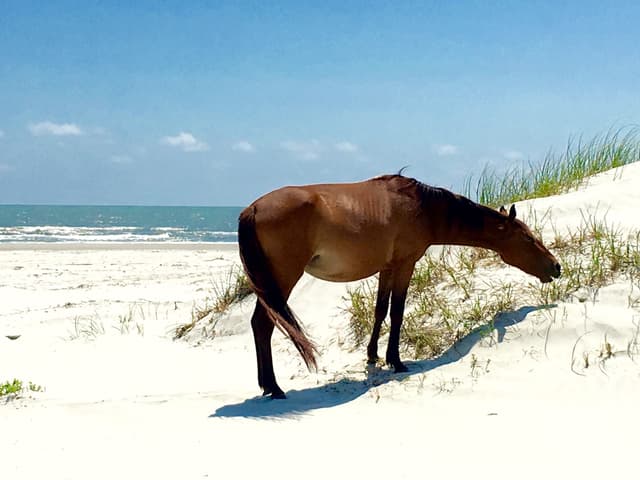 Saving Wildlife on Cumberland Island National Seashore: Kelly Cox at Defenders of Wildlife
