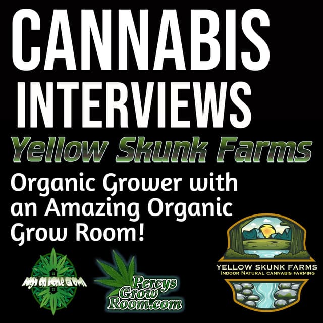 Yellow Skunk Farms! An Organic Cannabis Grower with an Amazing Indoor Grow Setup!