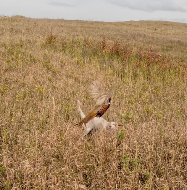 Sharptail Camp! with Bob and Scottie!