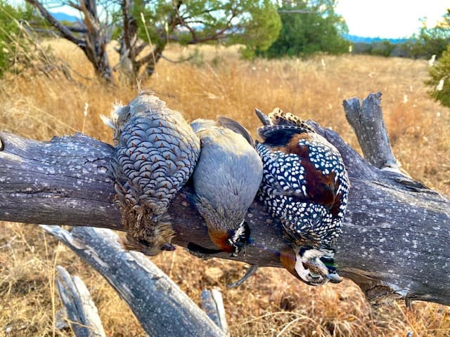 Gambles and Scaled Quail Master Class