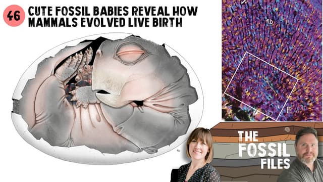 Cute fossil babies reveal how mammals evolved live birth
