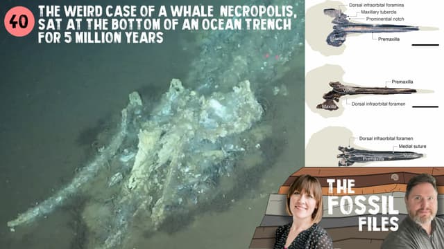 The weird case of a whale necropolis, sat at the bottom of an ocean trench for 5 million years