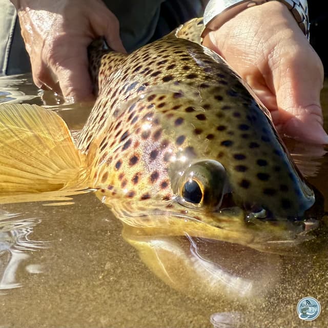 Spring Awakening: George Costa on Central PA Fishing and Upcoming Hatches