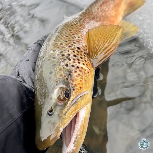 Snow Melt and Spring Awakening: Central PA Fishing Report with George Costa