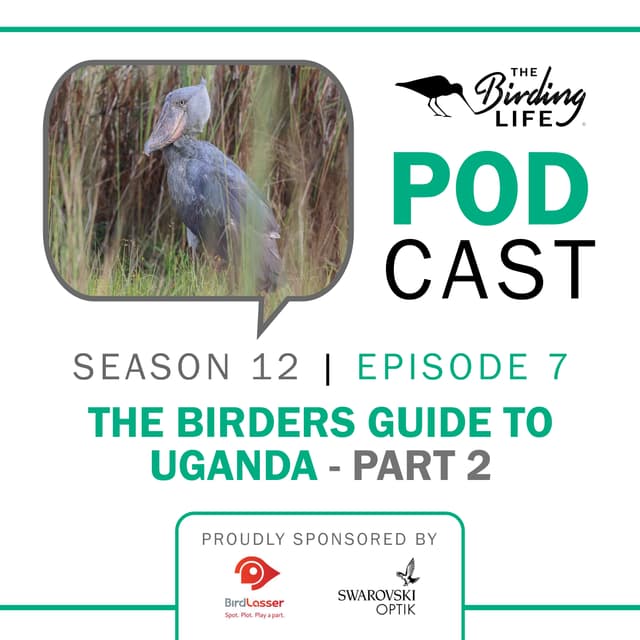 TBL Podcast Season 12 Episode 7 -The Birders Guide to Uganda Part 2
