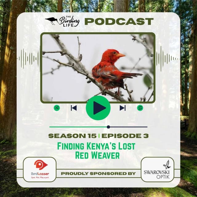 TBL Podcast - Season 15 Episode 3 - Finding Kenya's Lost Red Weaver