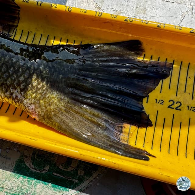 Low Water Chronicles: Matt Reilly on Pre-Spawn Smallmouth Strategies and Seasonal Shifts