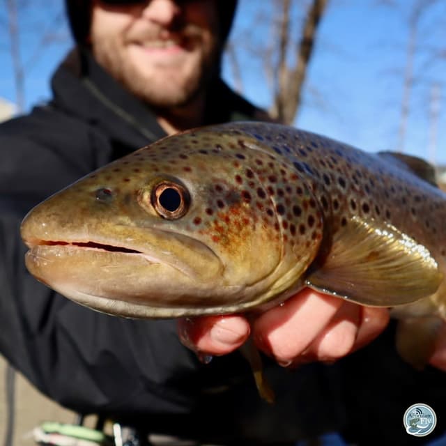 Chilly Waters and Crafty Flies: A New Year Fishing Report with George Costa