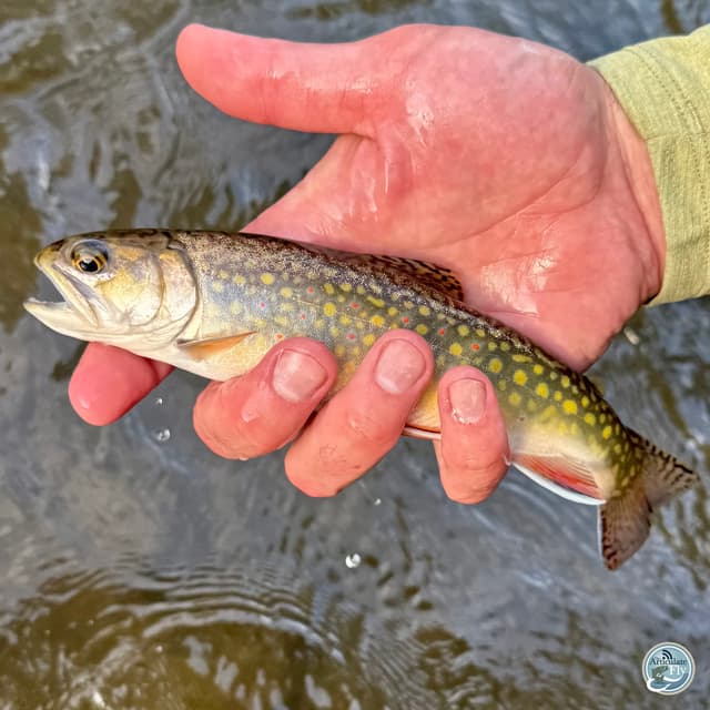 Hatches and Happenings: George Costa's Guide to Spring Fishing in Central PA