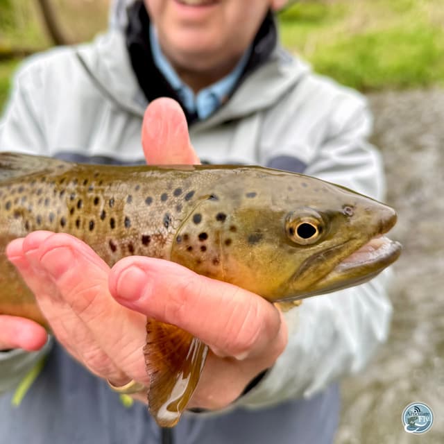 Central PA Chronicles: George Costa's Guide to Spring Fishing Conditions and Techniques