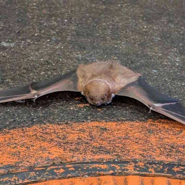 Bat Plague! Deed Theft! Speeding Cops!