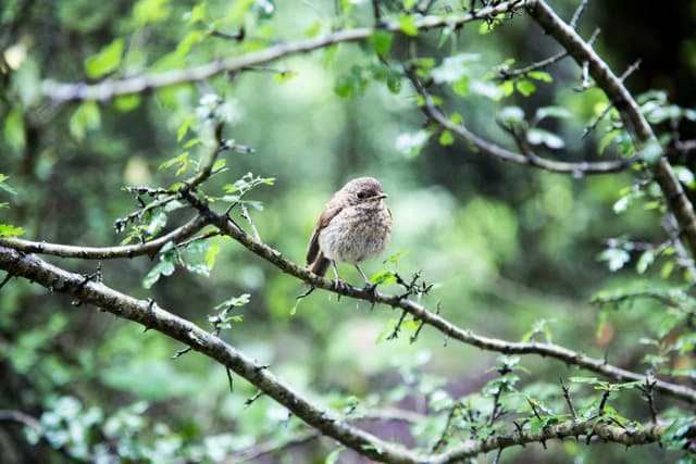 Birdsong in dub