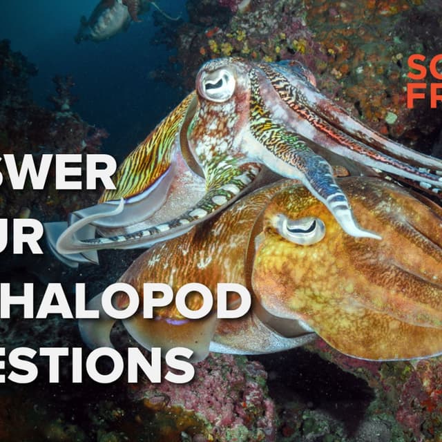 1410: The punk rock life of cephalopods