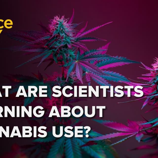 1391: Where are we with understanding the health effects of cannabis?