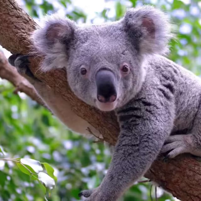 Koalas Reveal Ancient Near Extinction, Brain Reboots Context in Attention Shifts, New Genetic Pathway Sparks Epilepsy Hope, FDA Approves AVLAYAH Breakthrough, and more...