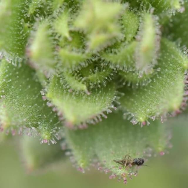 Celebs Launch $200M Biodiversity Drive, Breast Cancer Criteria Miss Most Cases, Carnivorous Plant Confirms Darwin, CRISPR Beagles Create Allergy Free Pets, and more...