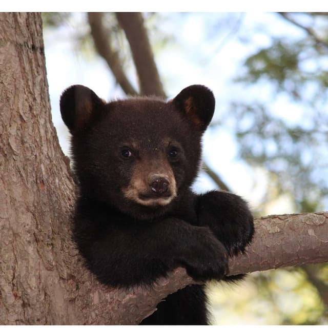 CT DEEP is pushing bear hunting again