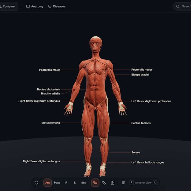 How I Optimized a 3D Anatomy Atlas With 2.9 Million Triangles