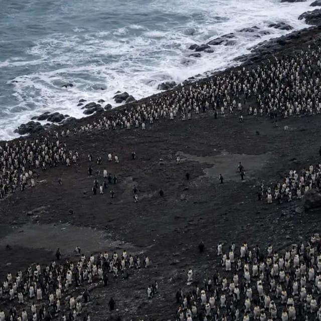 Penguin Colony Shrinks Under Climate Stress, DHRS7 Drives Wound Immunity, HER2 Research Earns Albany Prize, Oxford Study Uncovers Parkinsons Cleanup Trigger, and more...