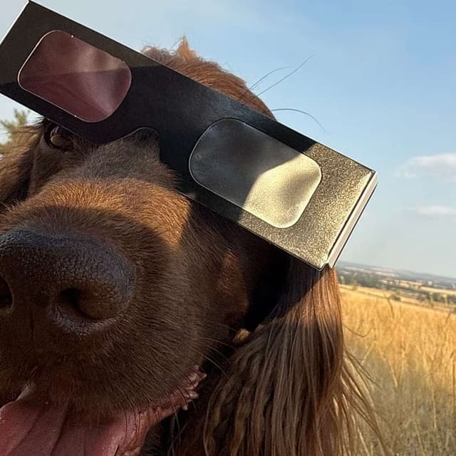Crowds Risk Eye Damage During Solar Eclipse, Memory Survives Major Synapse Loss, Hypertension Maps Across Organs, Neural Signaling Boosts Immunotherapy, and more...
