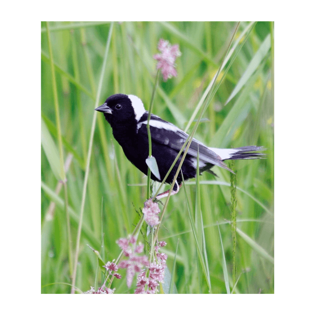 Ear to the Ground 370: Bending the Bird Curve