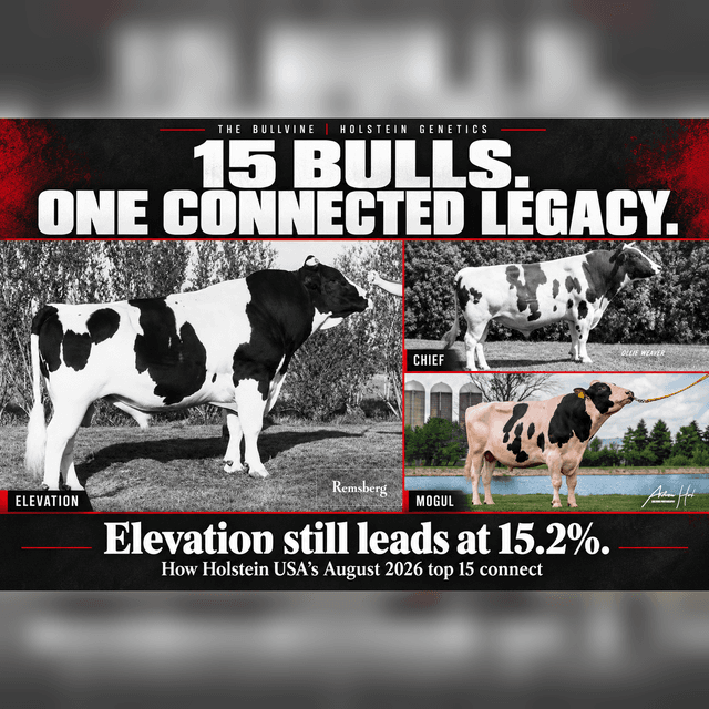 E671 Elevation Still Leads at 15.2%: How Holstein USA’s August 2026 Top 15 All Connect