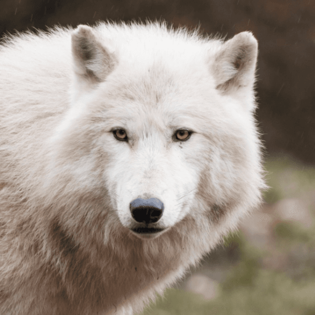 Dire Wolves, Genetics, and Prophesy