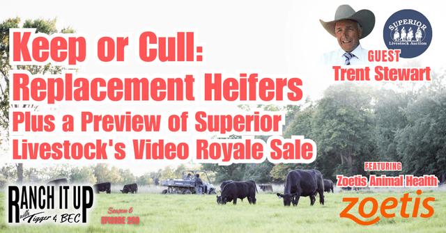 Keep or Cull: Replacement Heifers & Superior Livestock’s Video Royale Preview