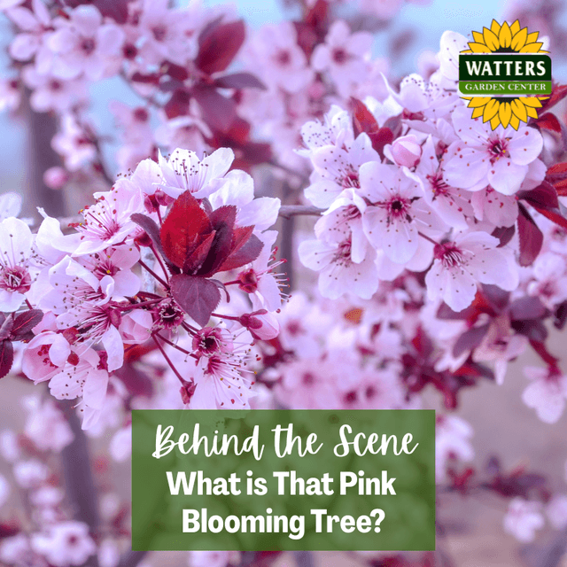 Follower Behind the Scene Bonus: What is That Pink Blooming Tree?