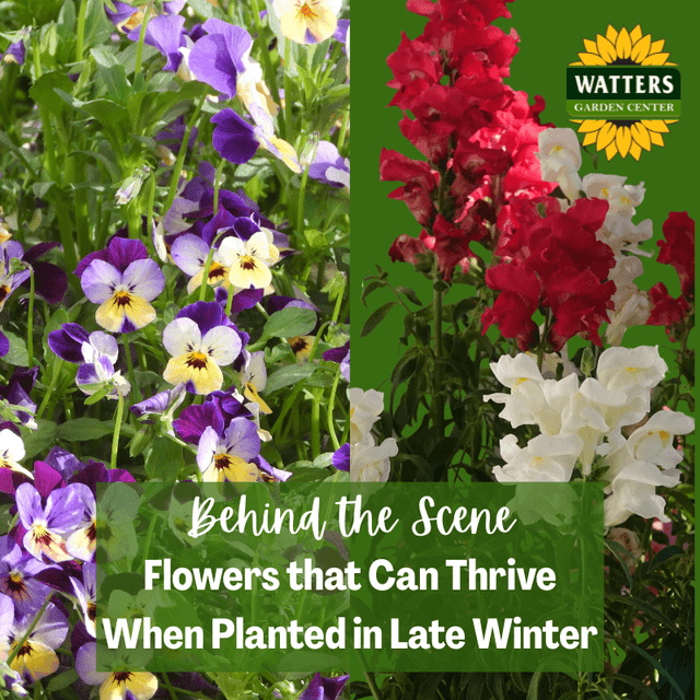 Follower Behind the Scene Bonus: Flowers That Can Thrive When Planted in Late Winter