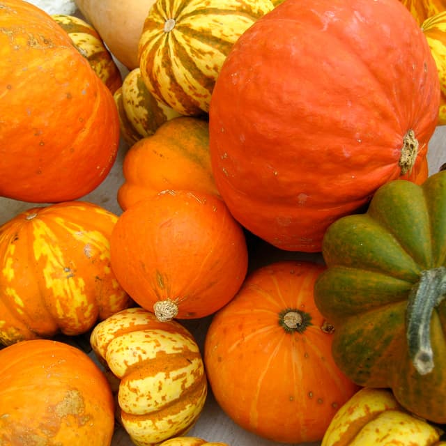 Podquisition 569: Infinite Diversity Of Squash
