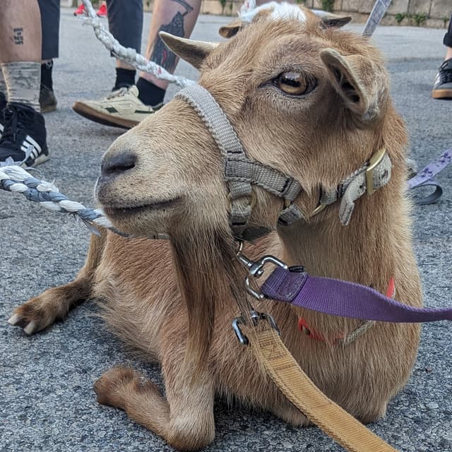 Podquisition 598: Pivot To Goats