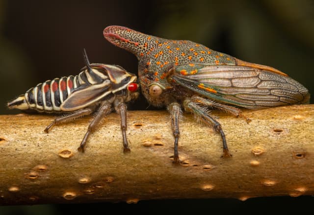 Coexisting with Insects in our Greenspaces: Photographer Danae Wolfe on Chasing Bugs
