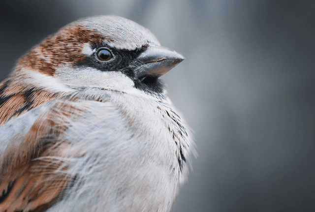 What is Welfare for Sparrows and Other Wild Animal Individuals? Wild Animal Initiative Interview
