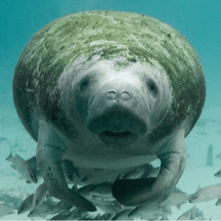 Protecting the Endangered Species Act (and Wild Animals) from trump Attacks: An Interview with Wildlife Legal Expert Tara Zuardo