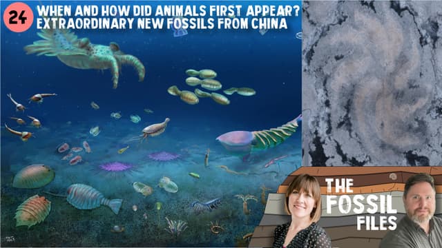 How and when did animals first appear? Extraordinary new fossils from China
