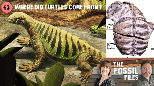 Where did turtles come from?